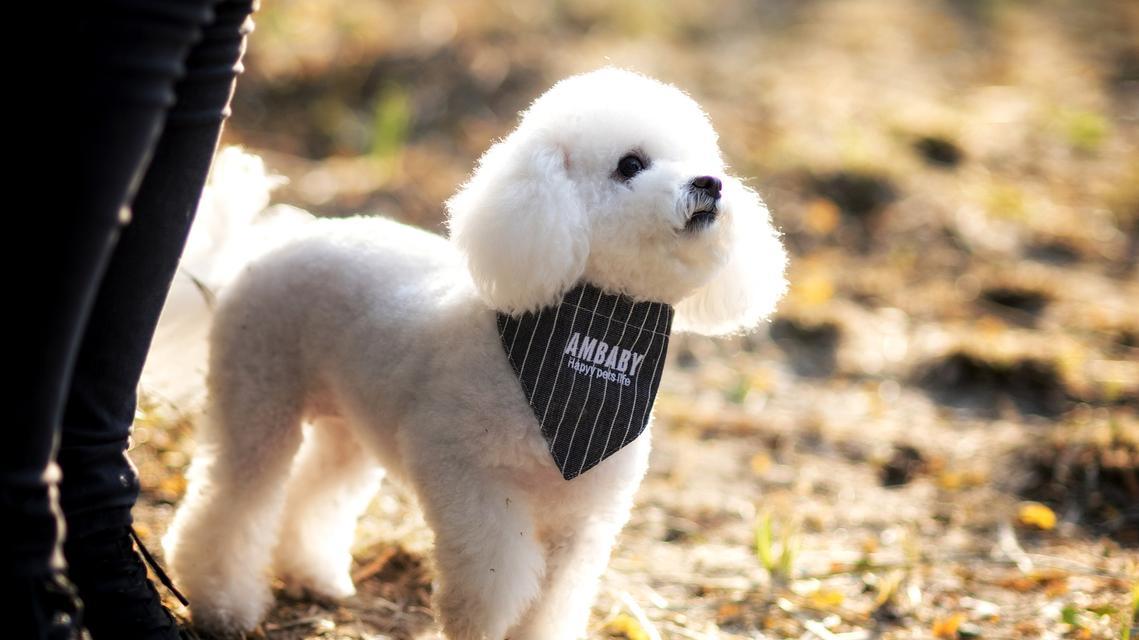 狗狗头皮屑成因及解决方法全攻略