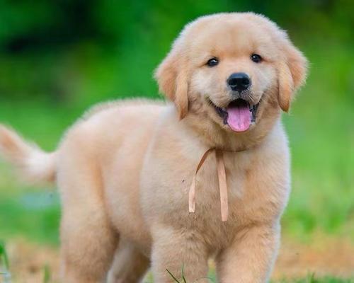 选择适合家养的狗狗，从宠物伴侣到家庭成员（如何选择适合家庭养育的狗狗品种，了解最佳的宠物选择）