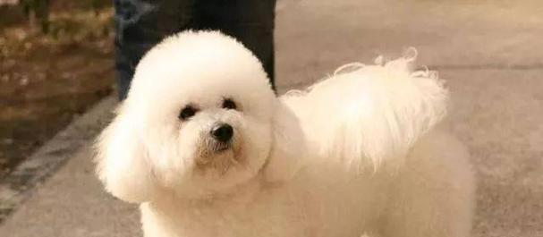 如何选择适合家庭的狗狗品种｜实用指南