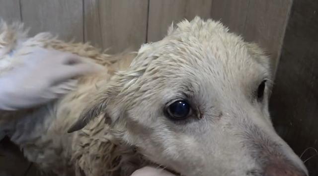 狗晶片提升宠物安全保护｜智能追踪全攻略