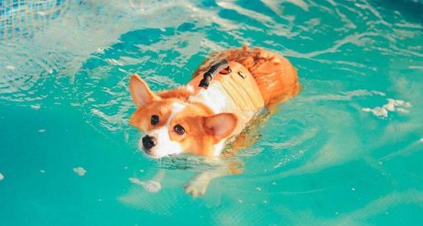 狗狗怕热原因解析｜科学应对高温全攻略