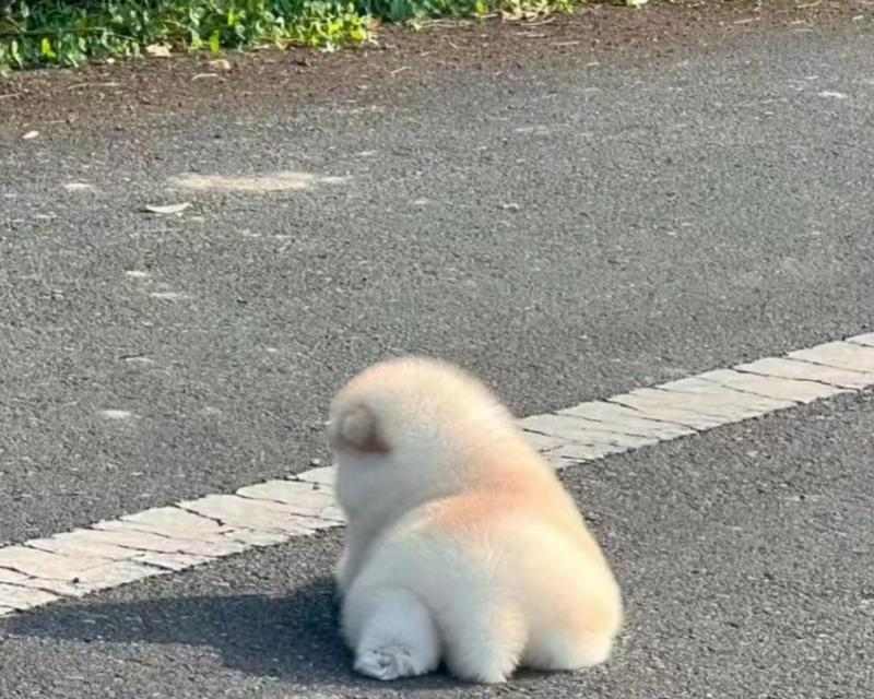 狗狗为什么怕热？（探索狗狗的热感知机制与适应性进化）