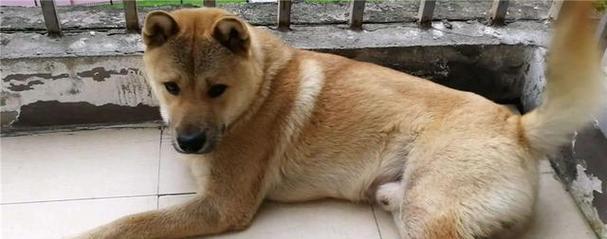 狗狗为什么怕热？（探索狗狗的热感知机制与适应性进化）