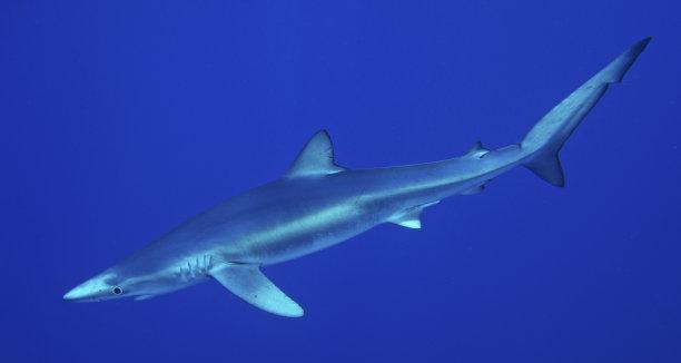 以蓝鲨与其他鱼类混养的最佳选择（寻找与蓝鲨共存的理想伙伴，构建和谐水族生态系统）