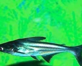 蓝鲨混养最佳搭档推荐｜打造稳定水族生态