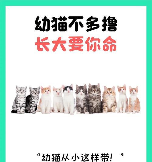 如何照顾幼猫的基本需求（关爱与健康是幼猫成长的关键）