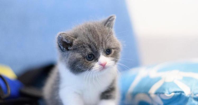 如何照顾幼猫的基本需求（关爱与健康是幼猫成长的关键）