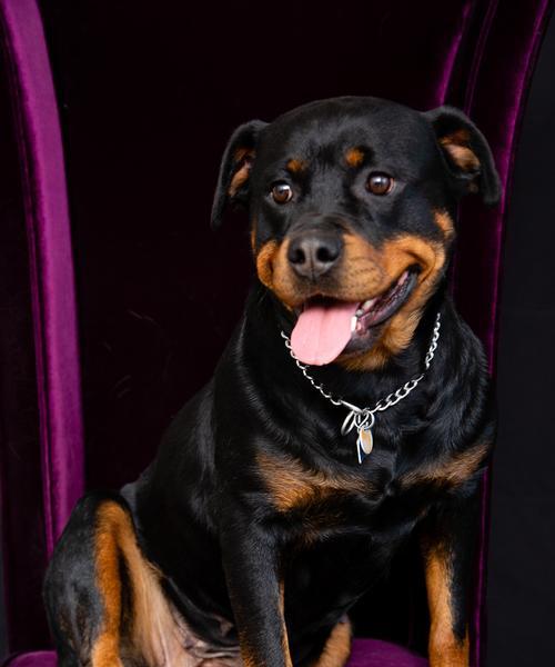 世界各地的警犬大揭秘（揭秘全球警犬的训练和任务）