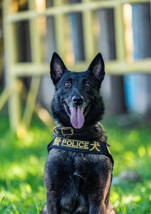世界各地的警犬大揭秘（揭秘全球警犬的训练和任务）