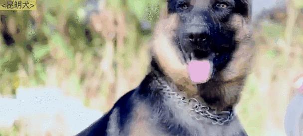 世界各地警犬品种与任务揭秘｜实用指南