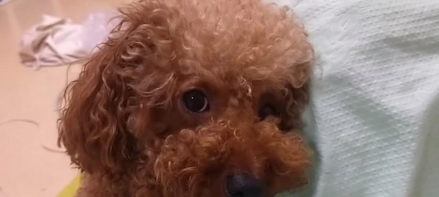 狗狗为什么会不断打嗝？（揭秘狗狗打嗝的原因及应对方法）