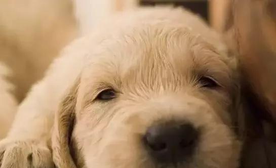 狗狗为什么会不断打嗝？（揭秘狗狗打嗝的原因及应对方法）