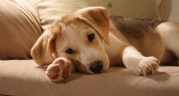 狗狗频繁打嗝原因揭秘｜常见诱因及应对全攻略