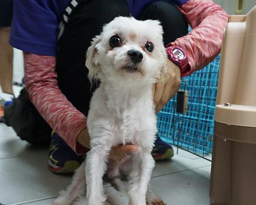 狗晶片（智能科技为你的狗带来全新的安全保障）