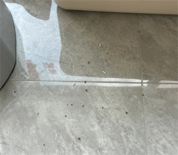 福丸苹果木猫砂避雷