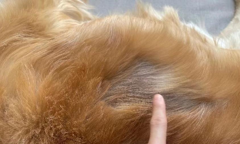 治疗狗狗真菌皮肤病的饮食指南(探索营养与天然食品,有效缓解狗狗真菌皮肤病) 治疗狗狗真菌皮肤病的饮食指南(探索营养与天然食品,有效缓解狗狗真菌皮肤病)