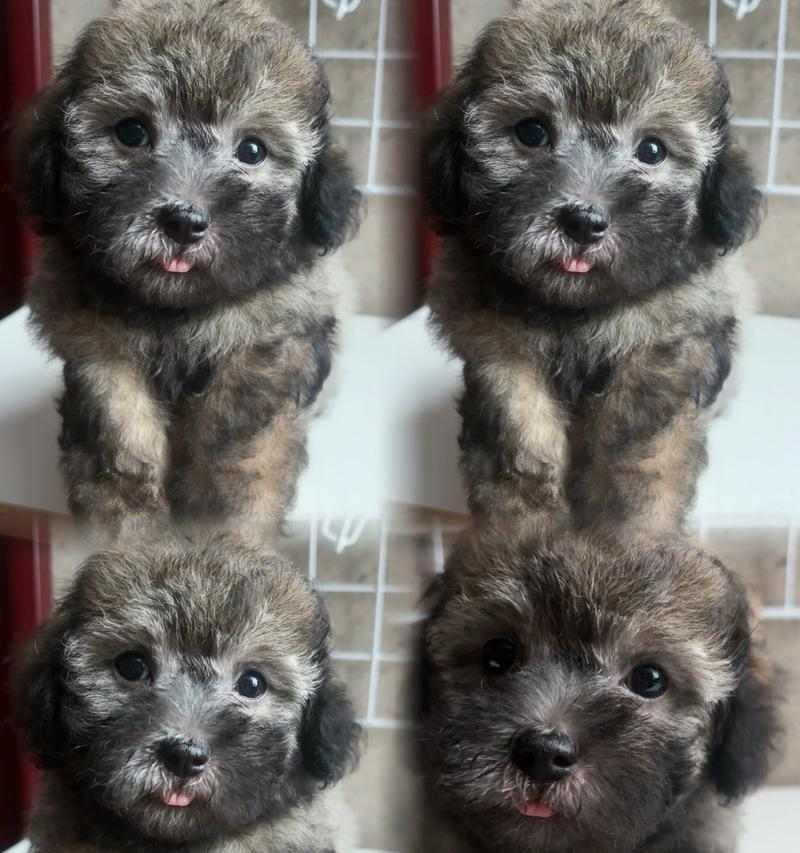 泰迪三个月大宝宝除吃狗粮还吃些什么好?(营养均衡,宝宝健康成长) 泰迪三个月大宝宝除吃狗粮还吃些什么好?(营养均衡,宝宝健康成长)