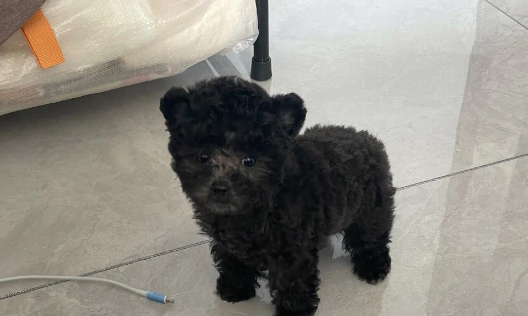 泰迪三个月大宝宝除吃狗粮还吃些什么好?(营养均衡,宝宝健康成长) 泰迪三个月大宝宝除吃狗粮还吃些什么好?(营养均衡,宝宝健康成长)