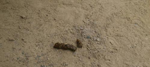 狗狗尿液的颜色对健康的影响(了解狗狗尿液颜色的重要性及其健康暗示) 狗狗尿液的颜色对健康的影响(了解狗狗尿液颜色的重要性及其健康暗示)