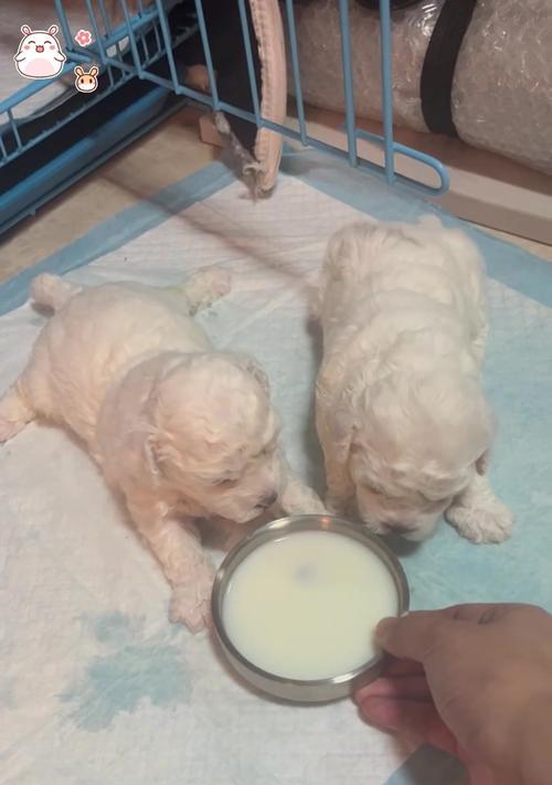 2个月的比熊宝宝喂养秘籍(科学喂养让宝宝健康成长) 2个月的比熊宝宝喂养秘籍(科学喂养让宝宝健康成长)