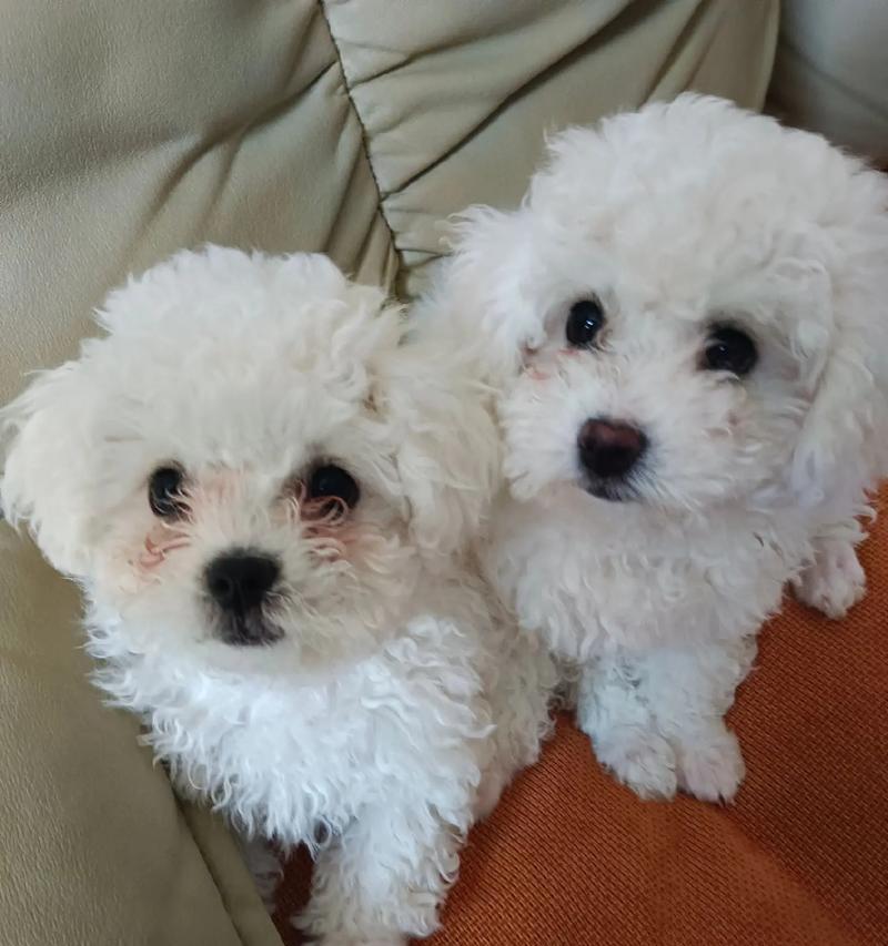 2个月的比熊宝宝喂养秘籍(科学喂养让宝宝健康成长) 2个月的比熊宝宝喂养秘籍(科学喂养让宝宝健康成长)