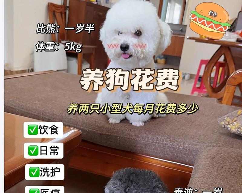 比熊幼犬科学喂养方法｜两月龄成长全攻略