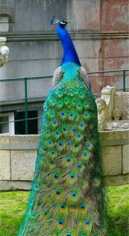 孔雀的美丽外形(揭秘孔雀的魅力与独特之处) 孔雀的美丽外形(揭秘孔雀的魅力与独特之处)