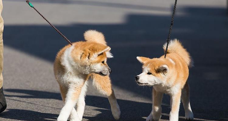 探寻秋田母犬的理想毛色（以2017秋田母犬为例，解析毛色选择的关键）