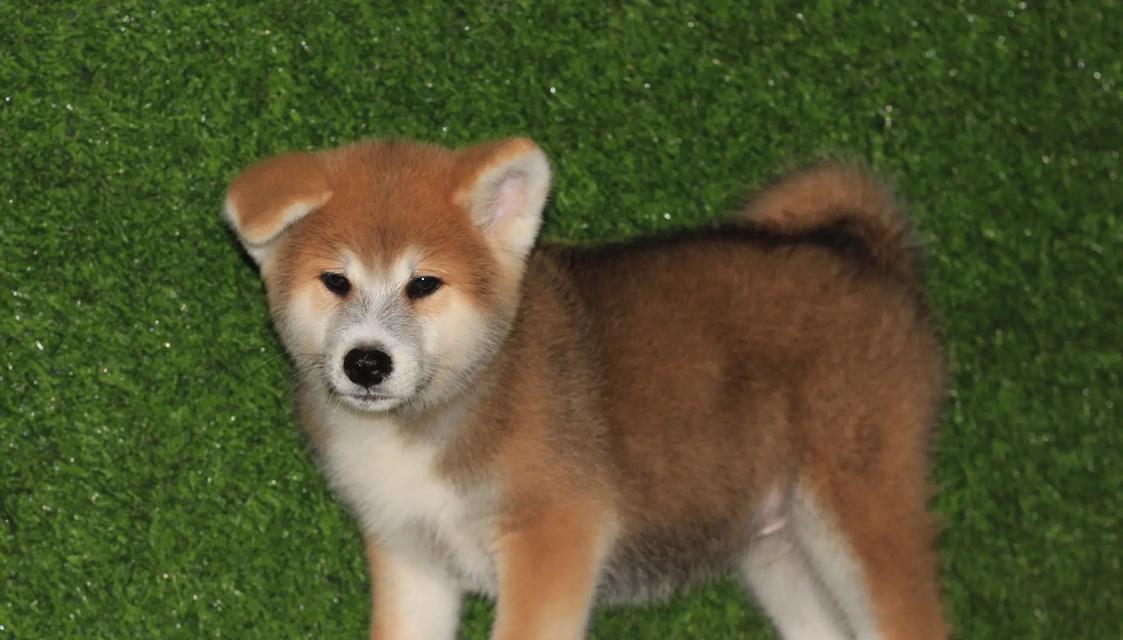 秋田母犬毛色选择指南｜品种标准与培育技巧解析