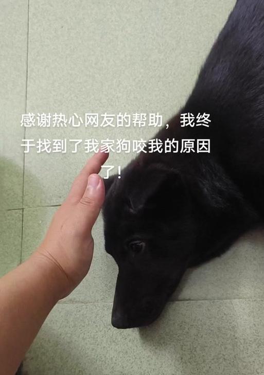 小狗咬人的原因解析（探究小狗咬人的动机和行为模式）