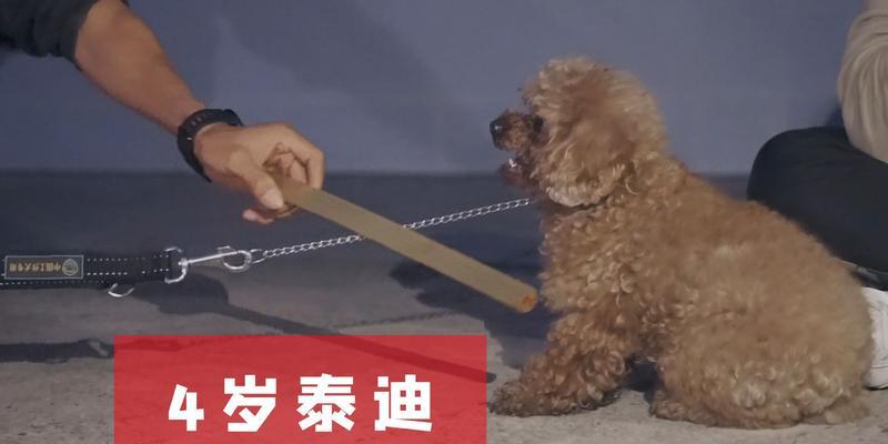 小狗咬人原因解析及预防方法｜实用指南