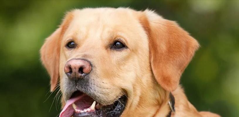 泰迪宝宝的健康饮食（为宠物泰迪提供营养丰富的水果，让它快乐成长）