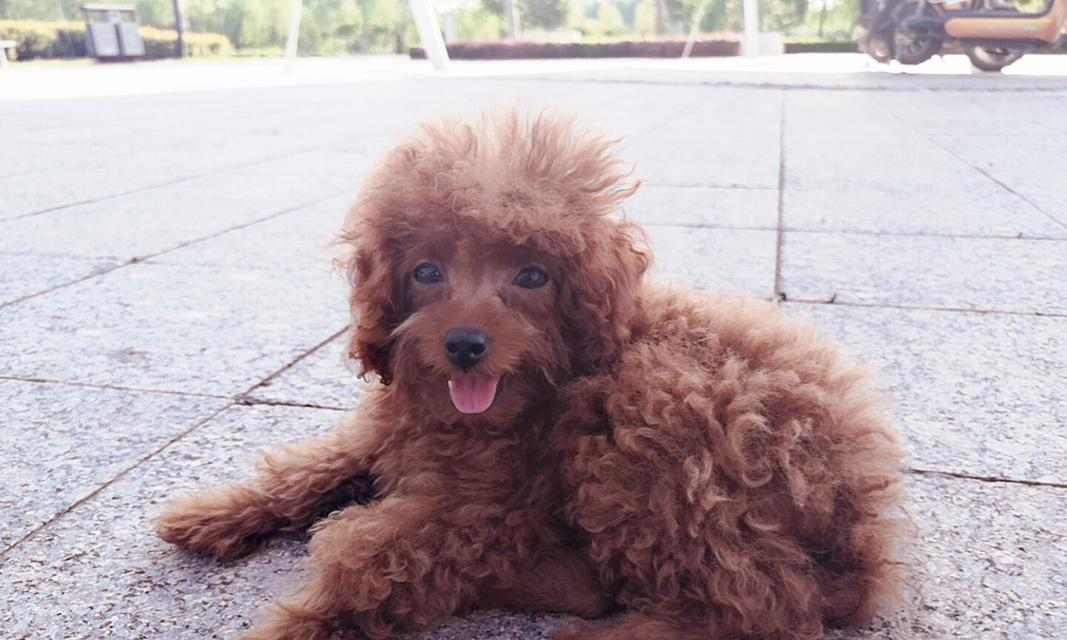 泰迪宝宝健康饮食指南｜营养水果推荐全攻略