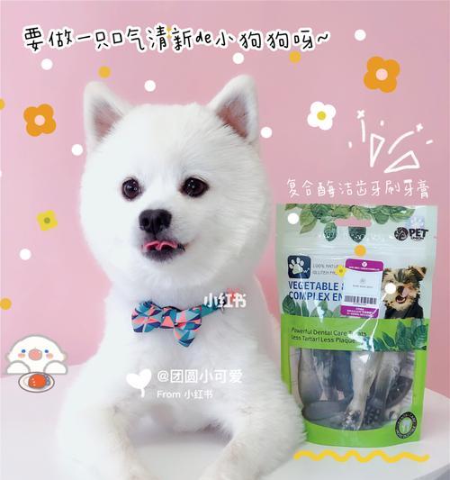 博美牙齿发黄口臭原因及解决方法全攻略