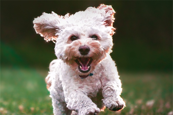 狗狗吃狗粮不嚼怎么办｜细嚼慢咽训练全指南