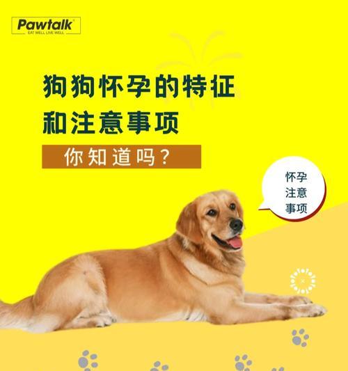 购买宠物狗注意事项｜如何选择适合的品种和生活方式