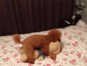 泰迪犬配种的最佳季节（解析泰迪犬适宜配种的季节及相关因素）