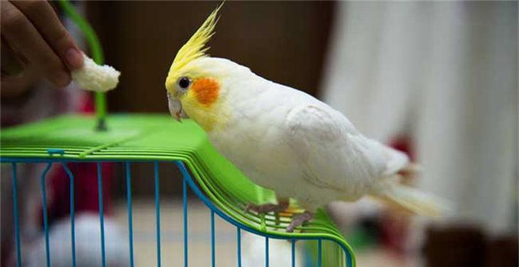 家庭养鹦鹉，一个好养的宠物选择（选择鹦鹉作为家庭宠物，一起享受快乐时光）