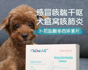 狗狗嗓子痛如何治疗｜科学用药与护理全攻略