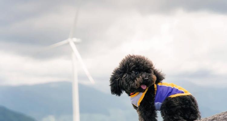 泰迪犬配种季节选择指南｜最佳时机与注意事项