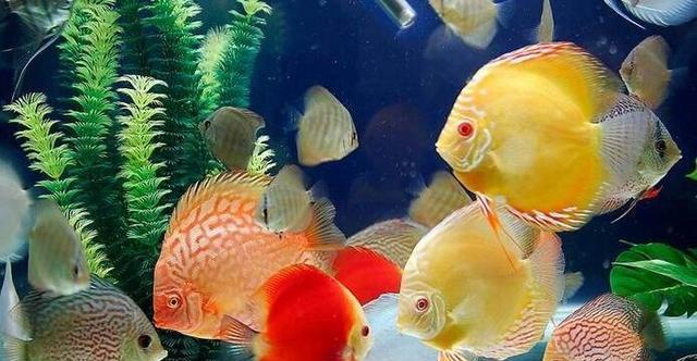 科学喂食时间（探索合适的喂食时间以促进鱼类生长和健康）