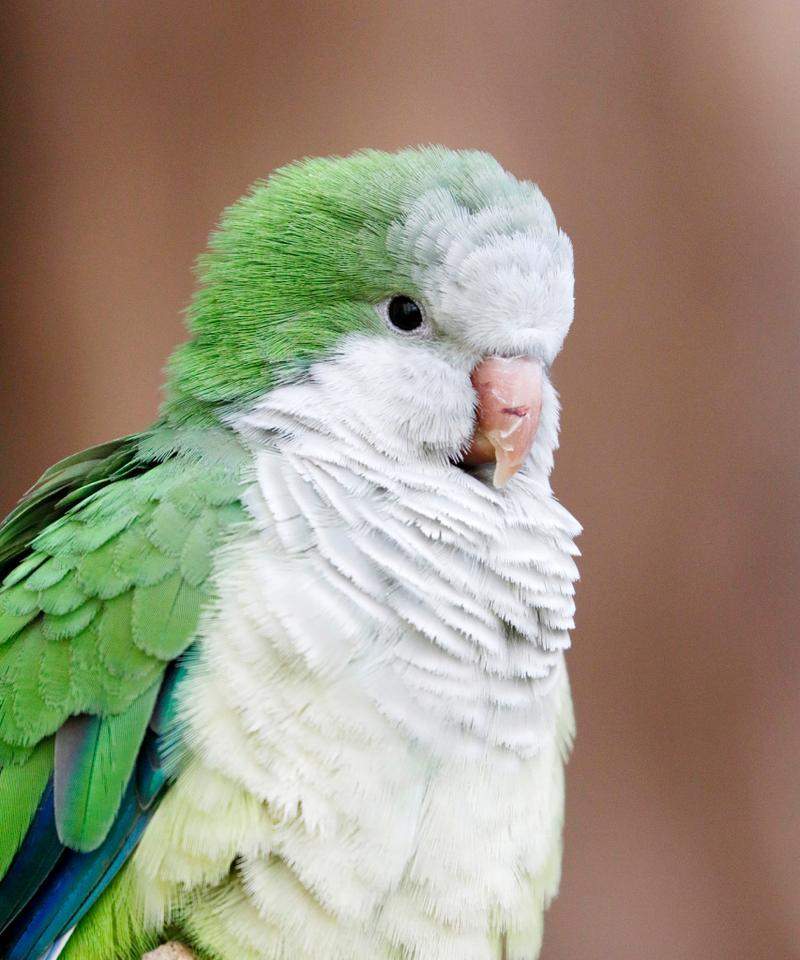 家庭养鹦鹉全攻略｜聪明互动好宠物