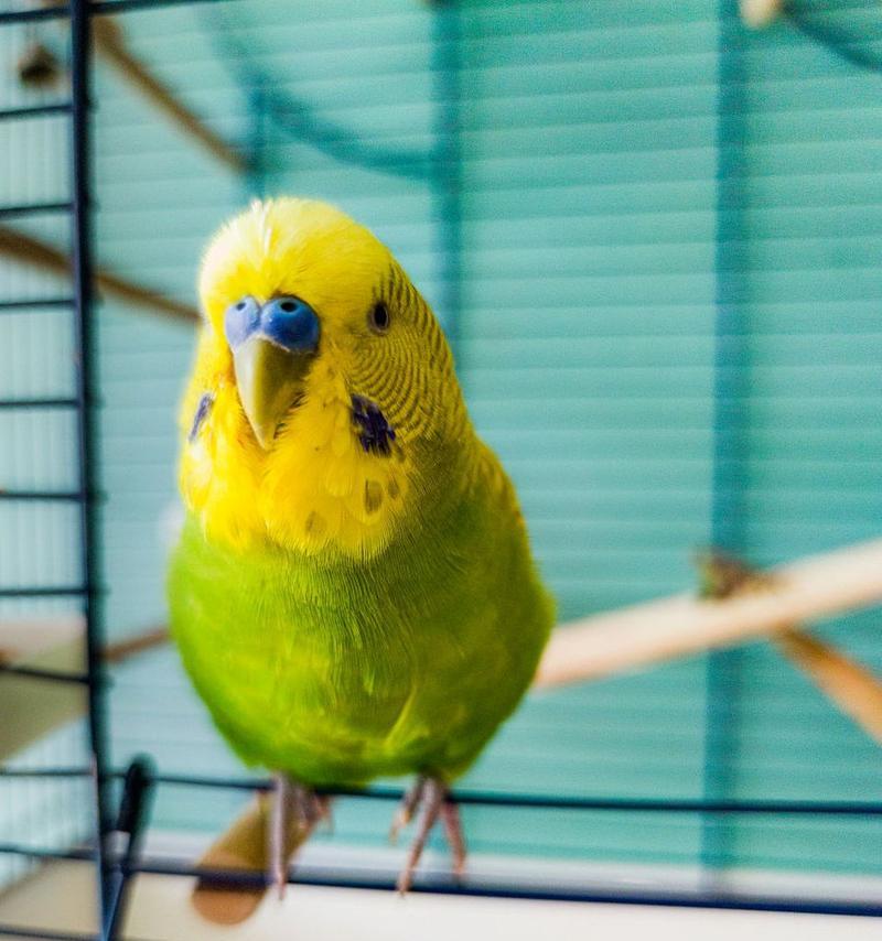 家庭养鹦鹉，一个好养的宠物选择（选择鹦鹉作为家庭宠物，一起享受快乐时光）