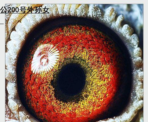 黄金血统价值解析｜遗传与社会意义全攻略