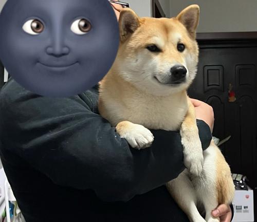 幼犬何时适合外出散步？（探讨幼犬出门散步的最佳时间和条件）