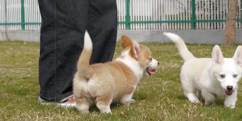 幼犬外出散步时机与条件｜新手必看指南