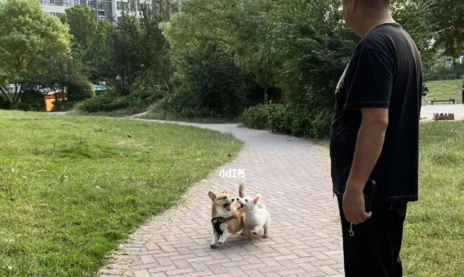 幼犬何时适合外出散步？（探讨幼犬出门散步的最佳时间和条件）