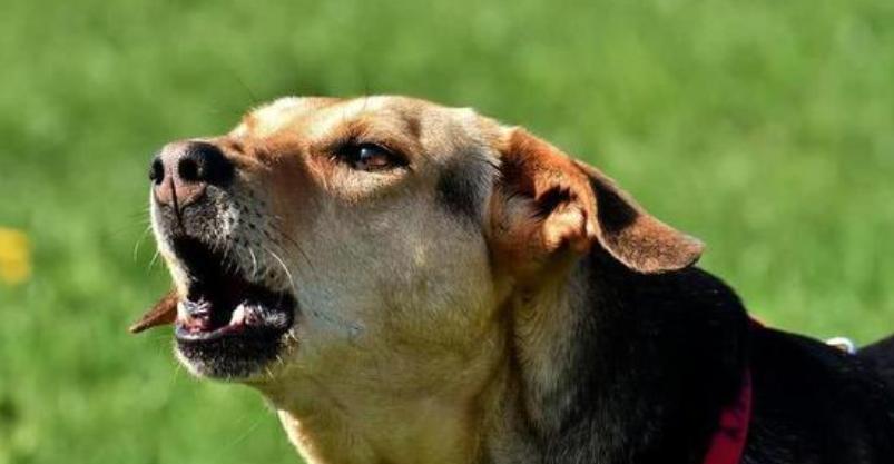 小狗喘气声音的原因（探究小狗喘气声音背后的原因和可能的健康问题）