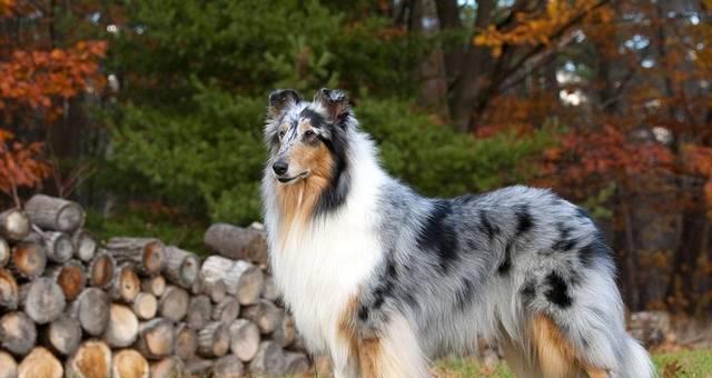 苏牧与喜乐蒂的差异（一探两位音乐家的个性与创作风格）