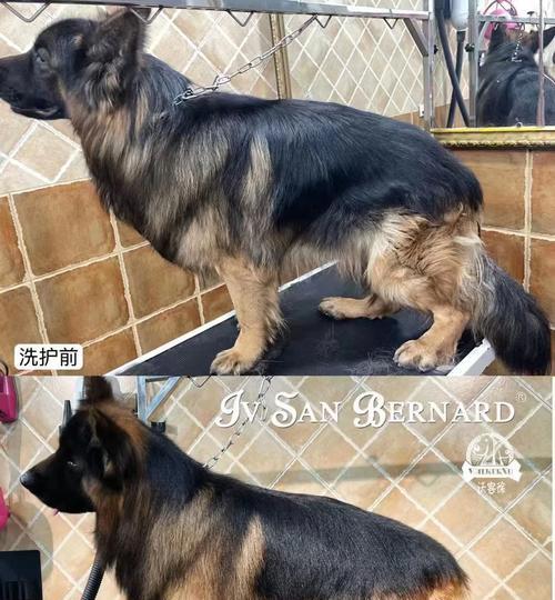 宠物护毛素的替代品推荐（寻找更自然的宠物护理选择）